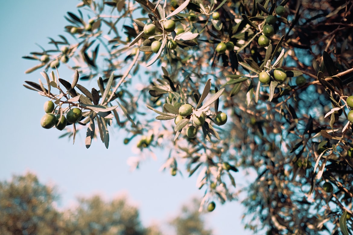 ¿Qué aporte calórico tiene el aceite de oliva?