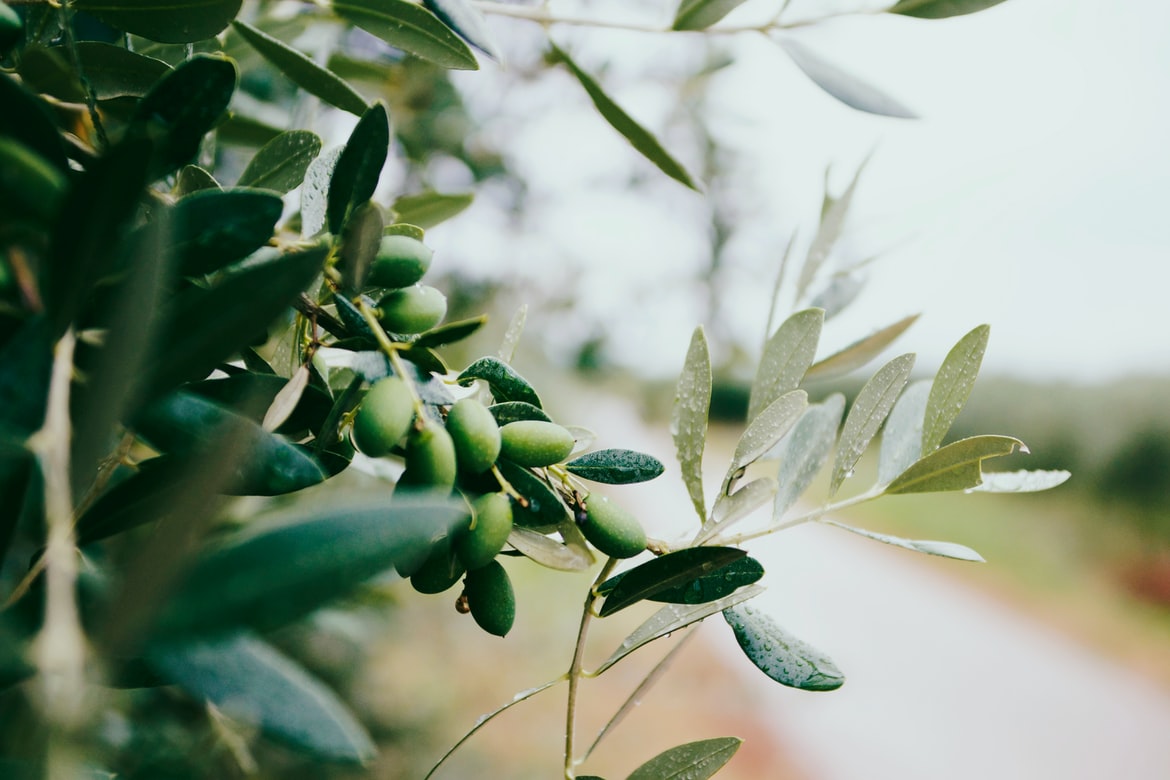 Aceite de oliva ecológico, los secretos de su tendencia